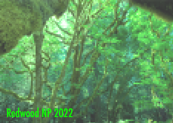 Redwoods